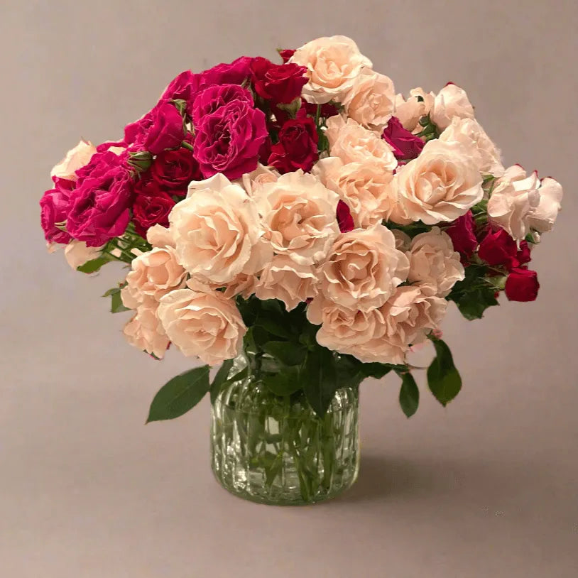 Bright bouquet of blush pink and deep red roses in clear glass vase on neutral background