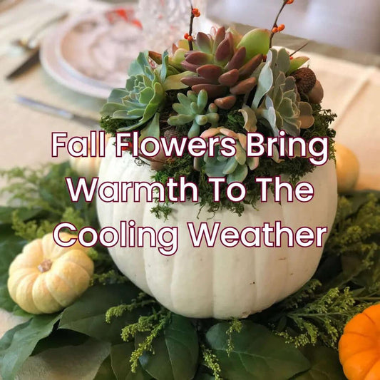 Fall Flowers Bring Seasonal Warmth - Bud Weismiller Flowers