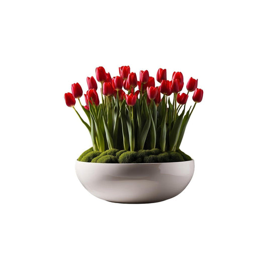 Bright red tulips blooming in a modern white bowl with lush green moss base, uplifting floral display