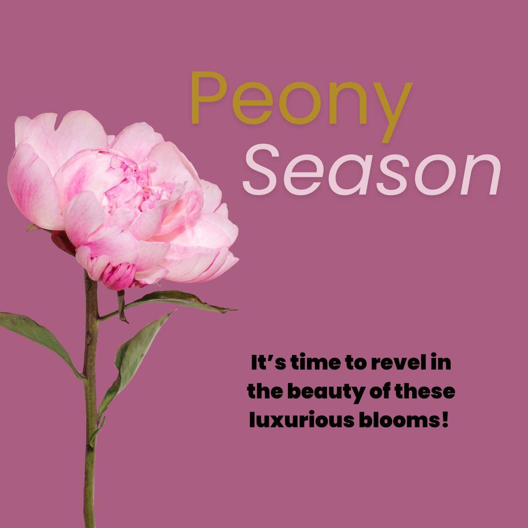 Pink peony bloom on stem with green leaves against a purple background and uplifting text