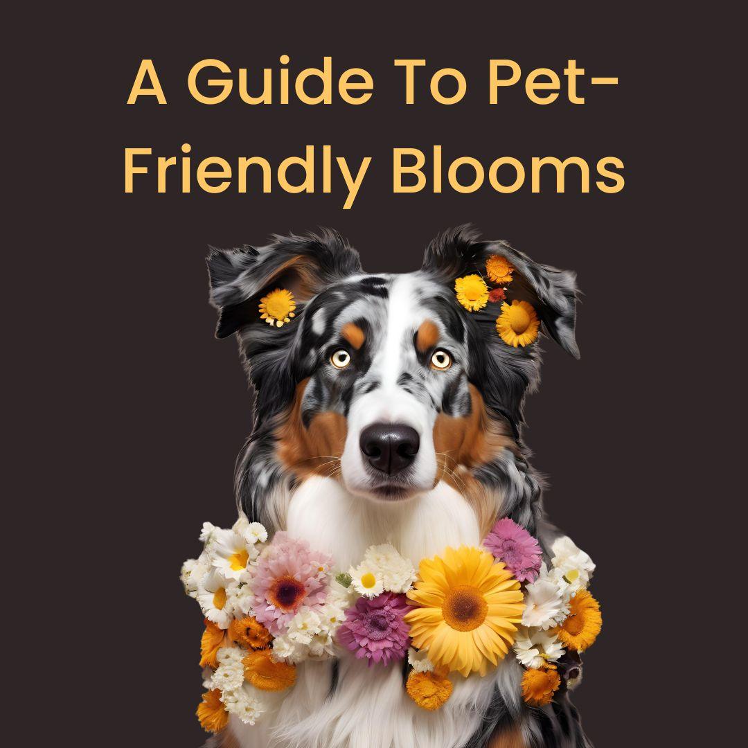Australian Shepherd dog adorned with colorful pet-friendly flowers against dark background