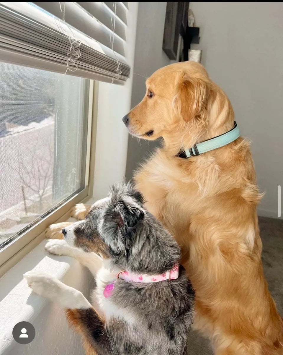 Golden retriever and Australian shepherd eagerly looking out sunny window, bright and uplifting moment