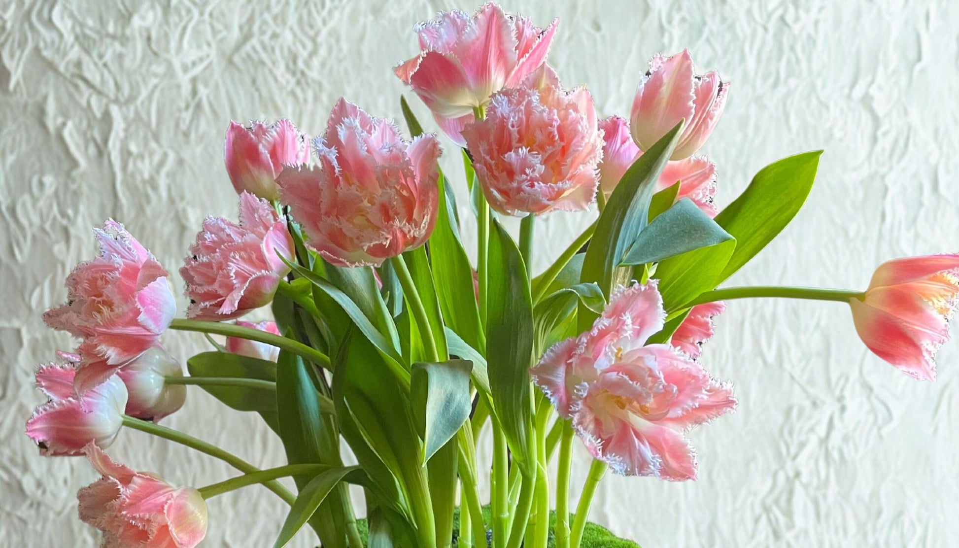 Bouquet of pink tulips with green leaves against a light background