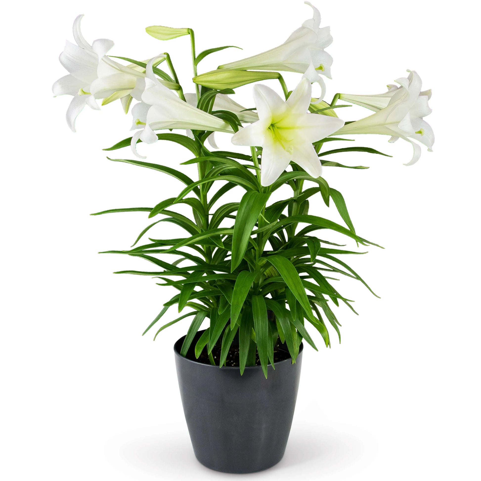 A beautiful easter lily plant in a ceramic vase with many trumpet blooms on top.